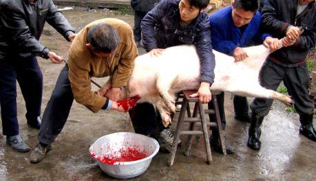 如何科学杀猪 吃瓜视频,吃瓜视频带你了解现代屠宰技术