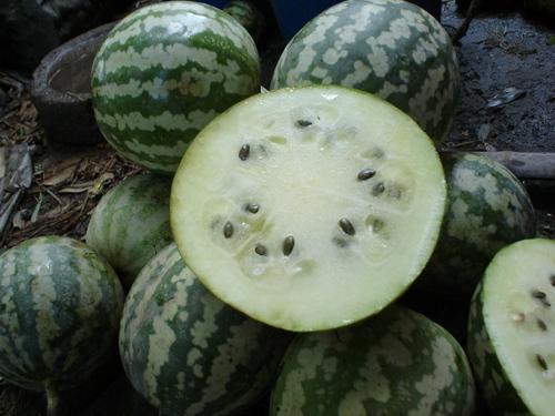 银白瓜好吃吗怎么吃视频,视频教你如何品尝佳肴