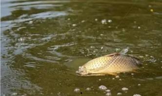 带你吃瓜野钓视频大全,带你领略带你吃瓜视频大全的钓鱼魅力