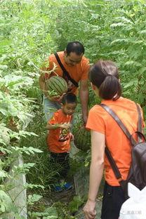 油城吃瓜群众事件视频,一场网络舆论的风暴与反思
