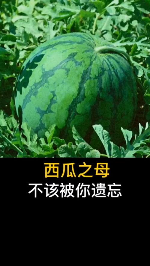 群众吃瓜感恩的视频,见证人间真情