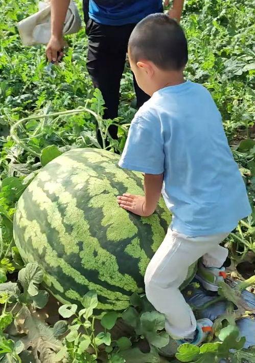 大西北吃瓜群众事件视频,一场网络舆论的风暴与反思