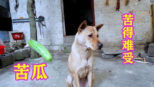 二狗的吃瓜视频在线观看,揭秘娱乐圈幕后故事