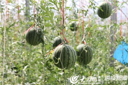 河北河间吃瓜事件视频