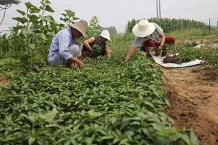 农民互助吃瓜视频,农民欢乐共享