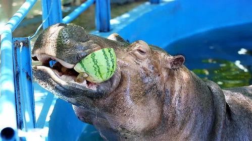 广州河马吃瓜事件视频曝光,河马公园内意外“开吃”引发网友热议